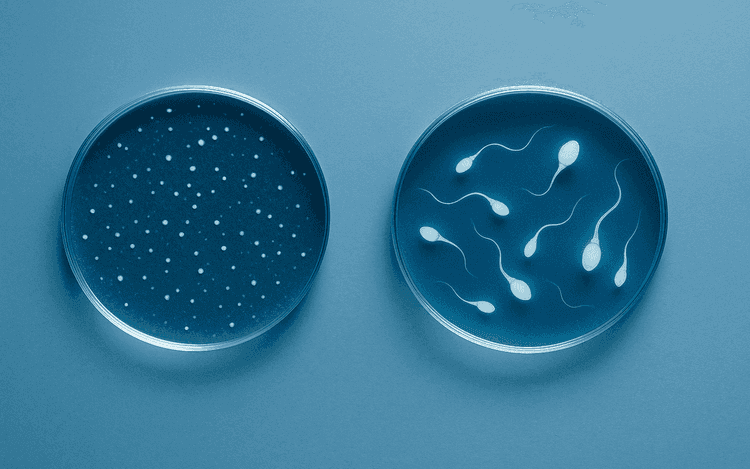 Sædkvalitet vs. sædkvantitet: Mandlig fertilitet forklaret